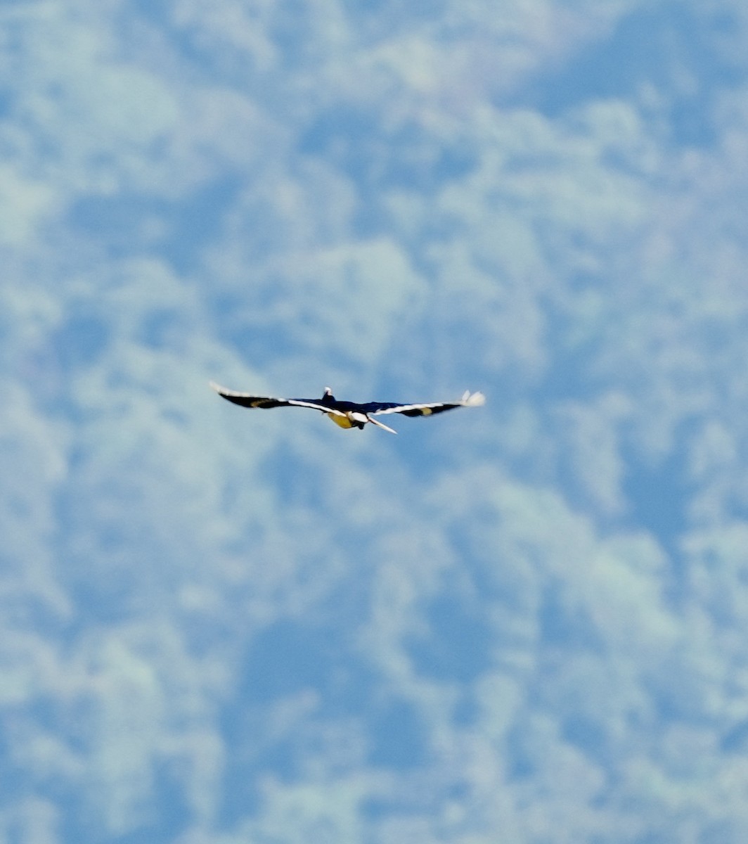 カササギサイチョウ - ML644984305