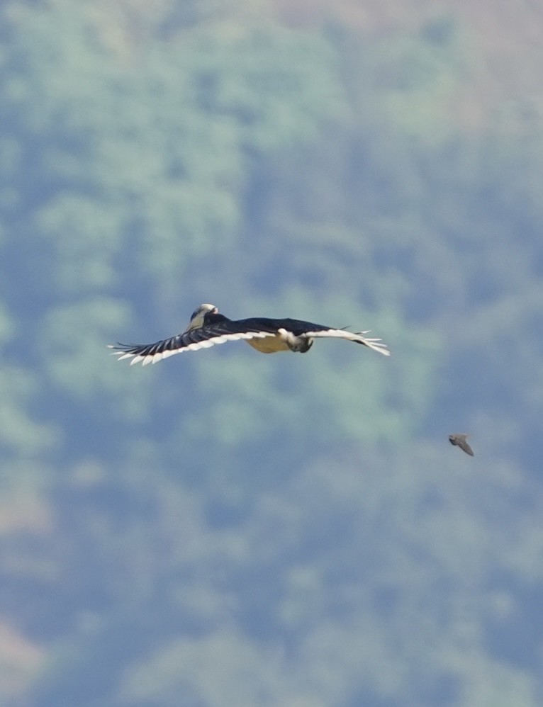 カササギサイチョウ - ML644984306