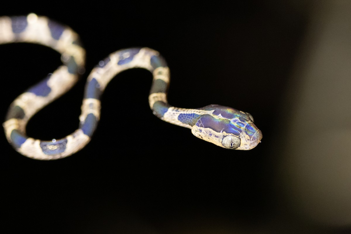 Common Blunt-headed Tree Snake - ML644984315