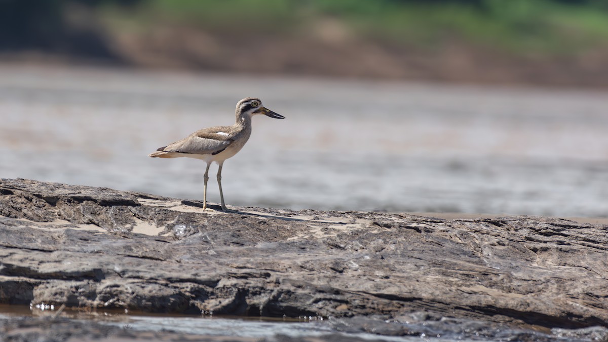 Great Thick-knee - ML644984325