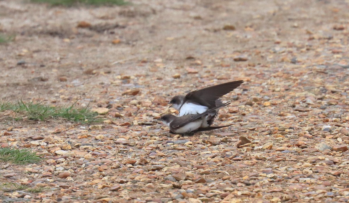 Uhalde-enara arrunta - ML644984340