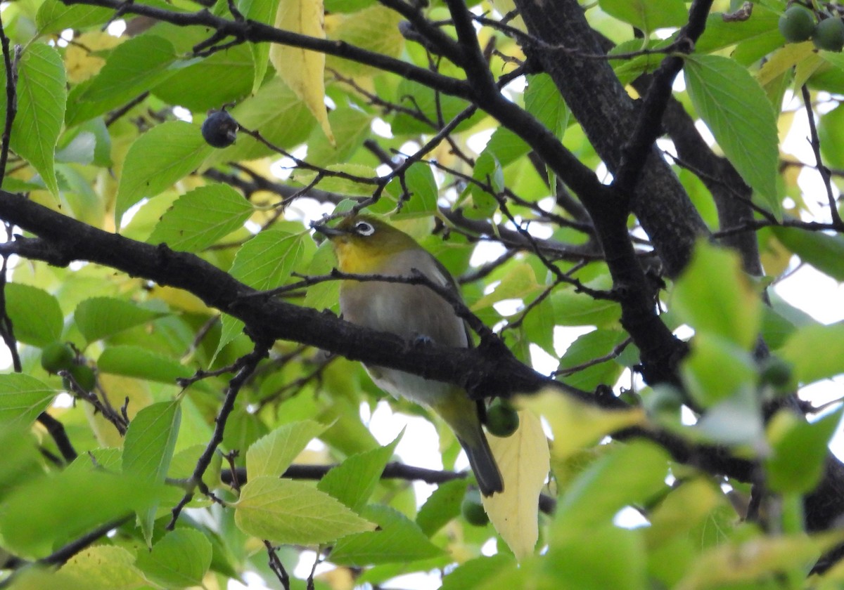Warbling White-eye - ML644984341