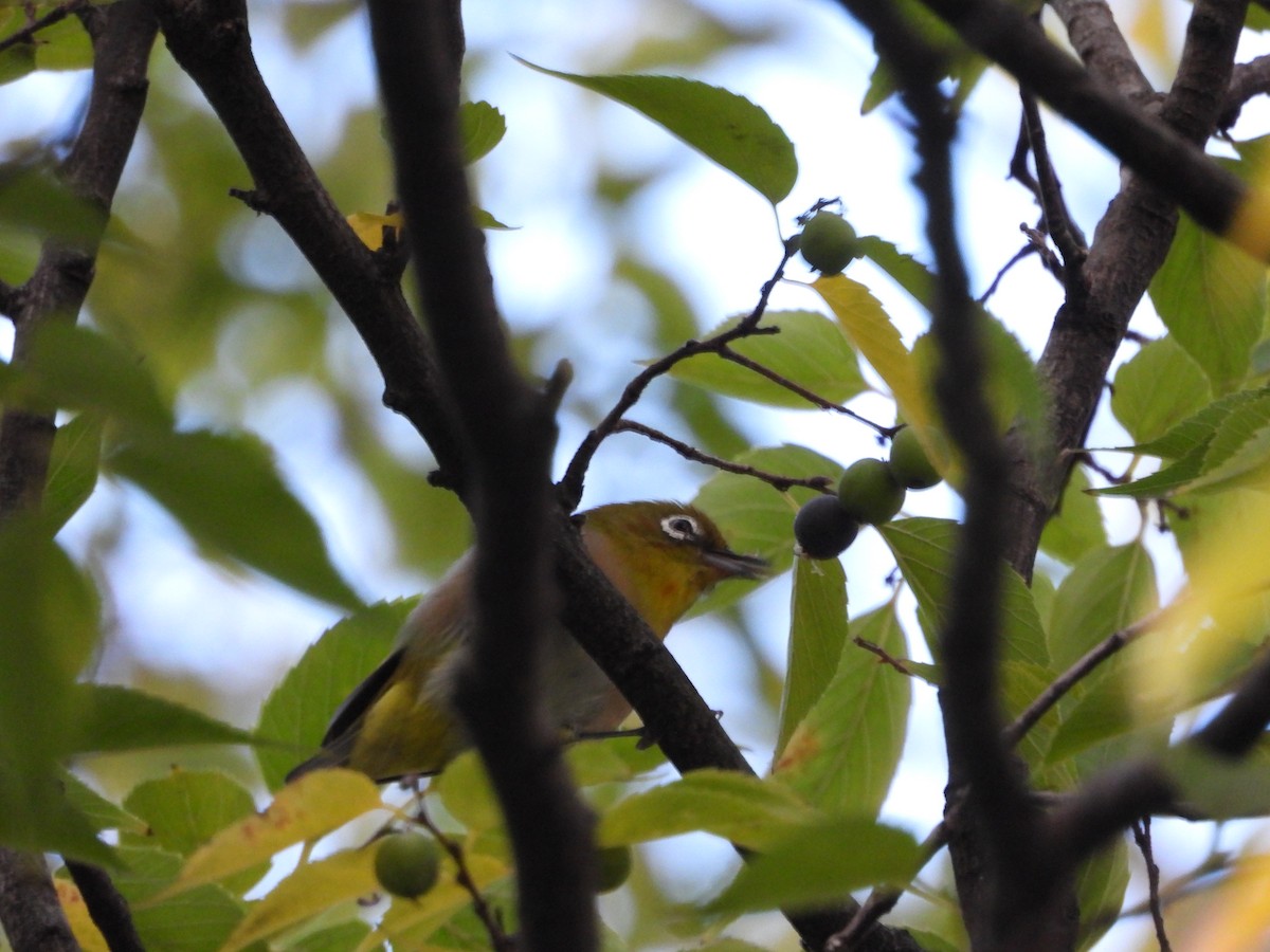 Warbling White-eye - ML644984342