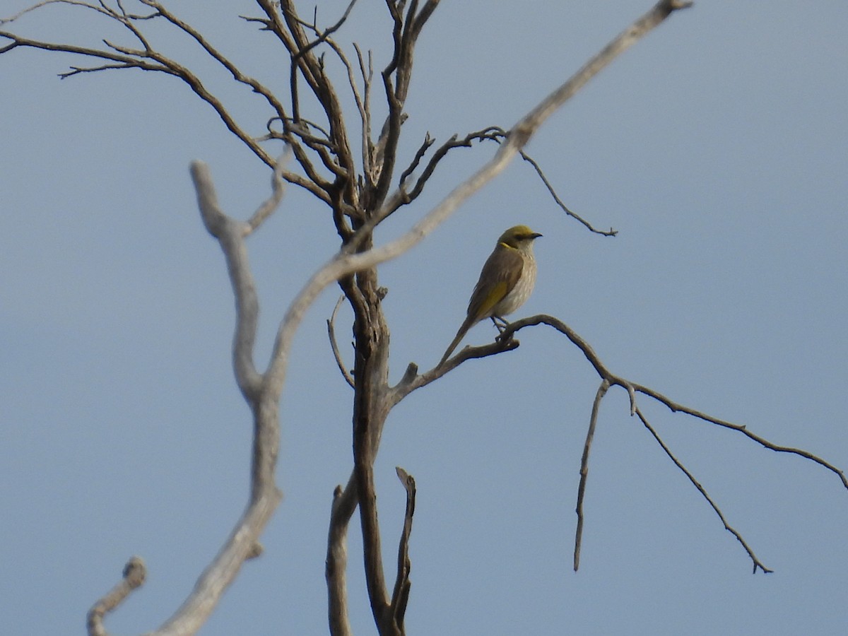 Yellow-plumed Honeyeater - ML644984363