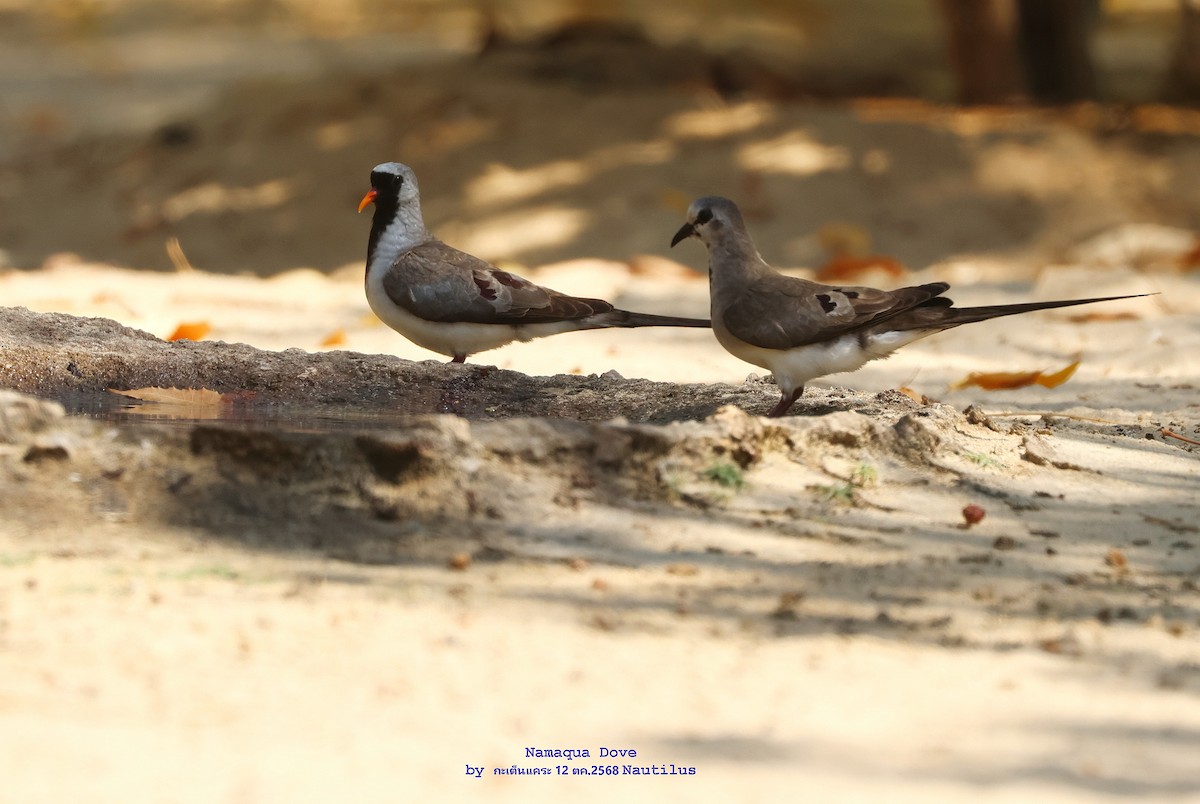 Namaqua Dove - ML644984375