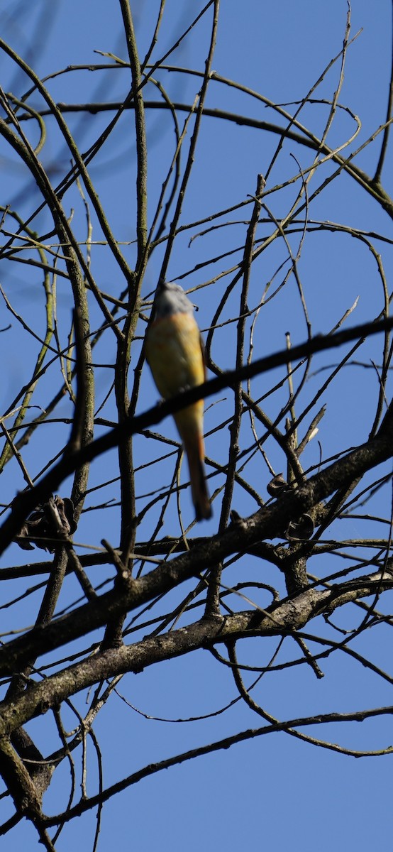 Zwergmennigvogel - ML644984380