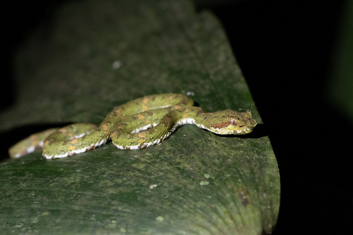 Central American Eyelash-Viper - ML644984385