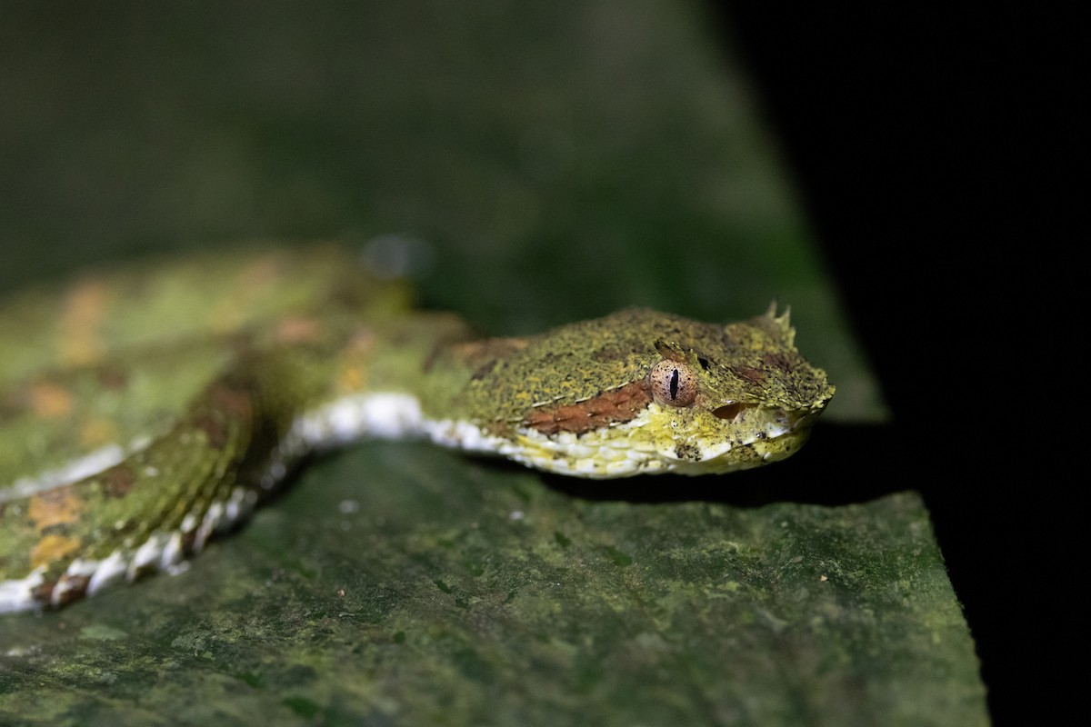 Central American Eyelash-Viper - ML644984386