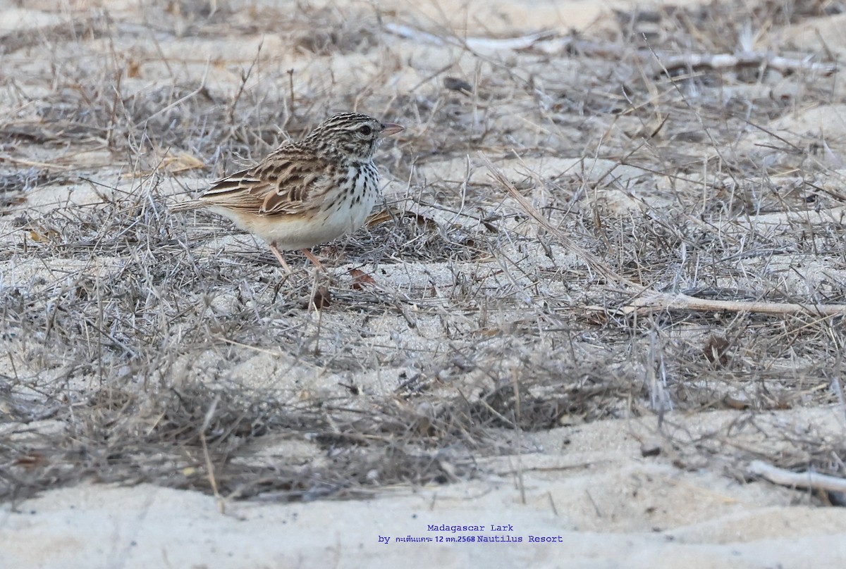 Alondra Malgache - ML644984395