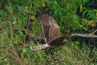 Pied Harrier - ML644984401
