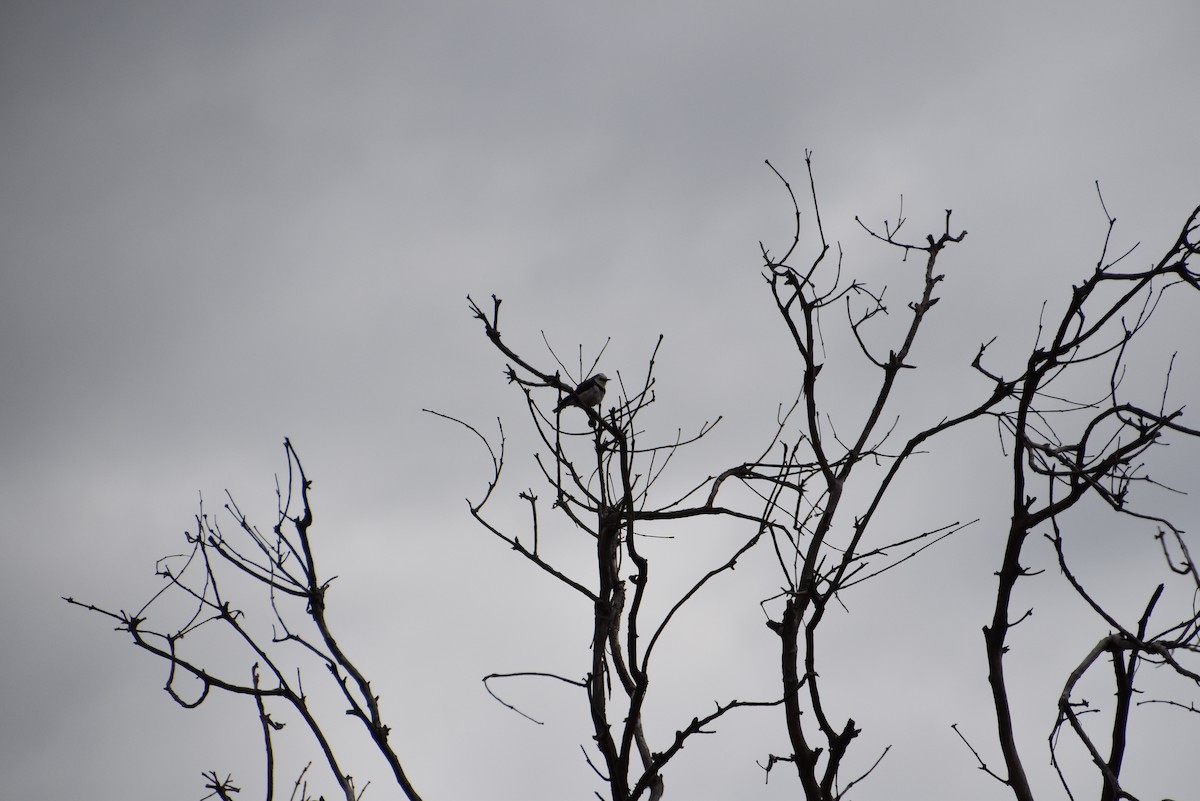 White-fronted Chat - ML644984405