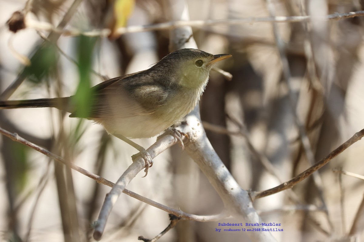 Subdesert Brush-Warbler - ML644984423