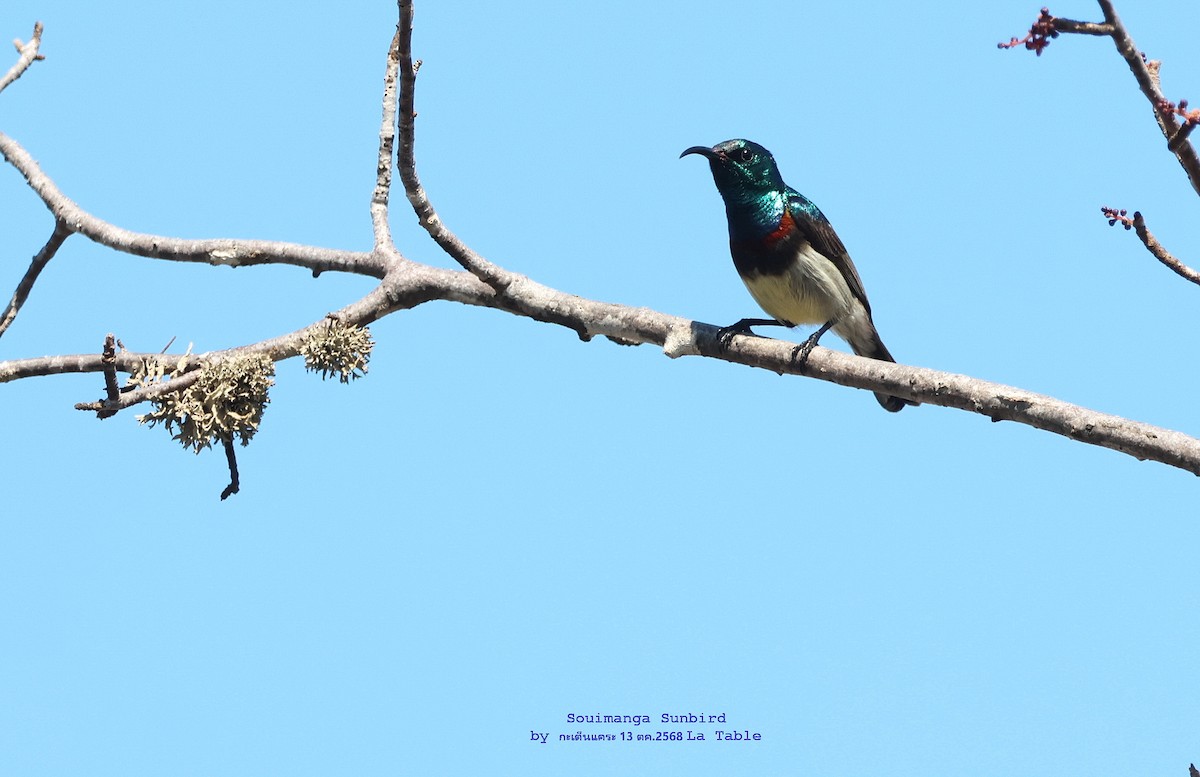 Souimanga Sunbird - ML644984428