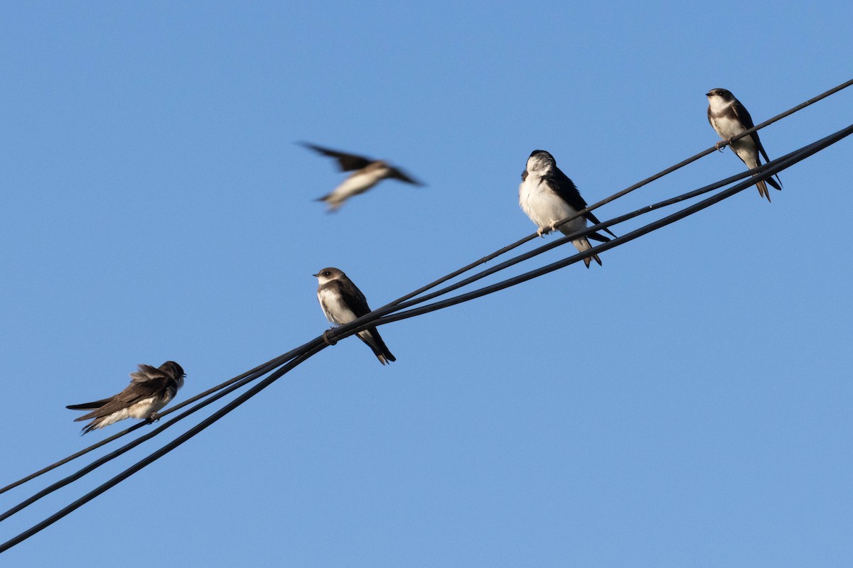 Uhalde-enara arrunta - ML644984457