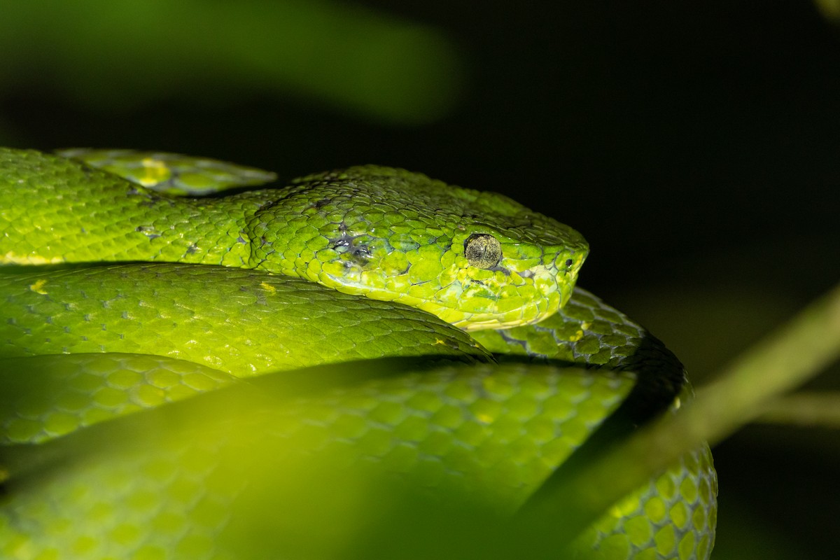 Side-striped palm pit viper - ML644984459