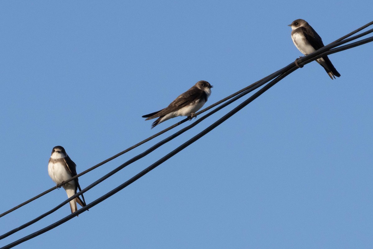 Uhalde-enara arrunta - ML644984461