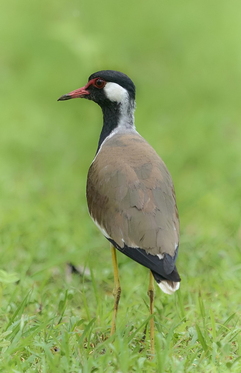 Red-wattled Lapwing - ML644984491