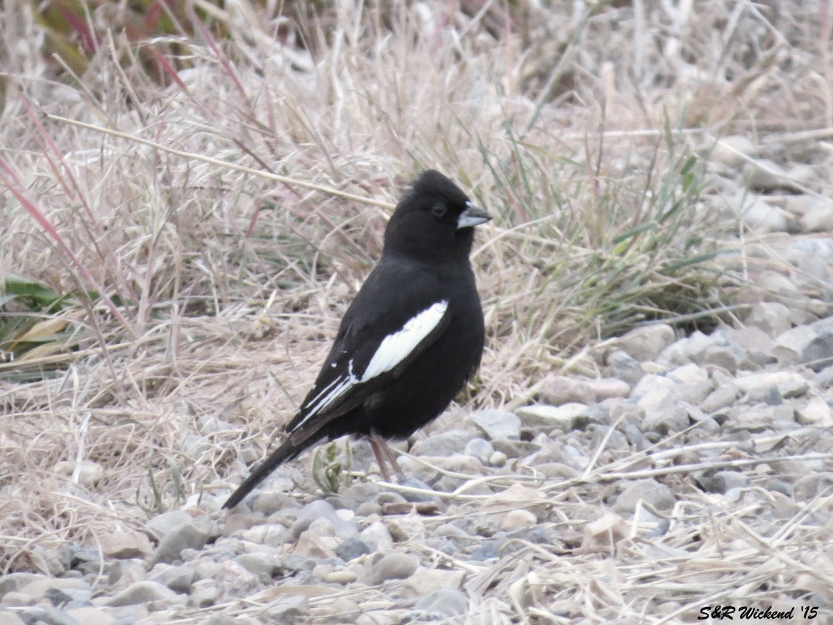 カタジロクロシトド - ML644984495