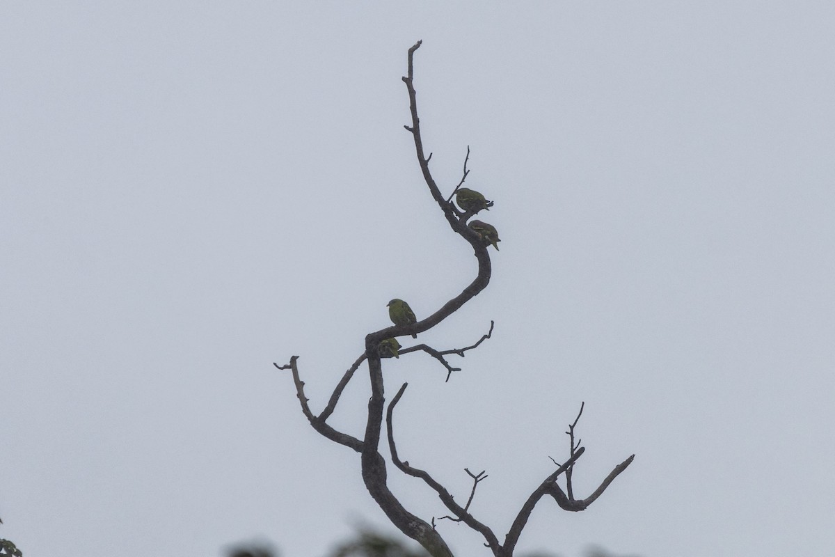 Kalın Gagalı Yeşil Güvercin - ML644984498