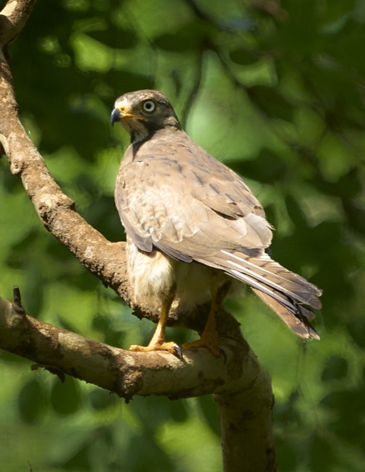 White-eyed Buzzard - ML644984510