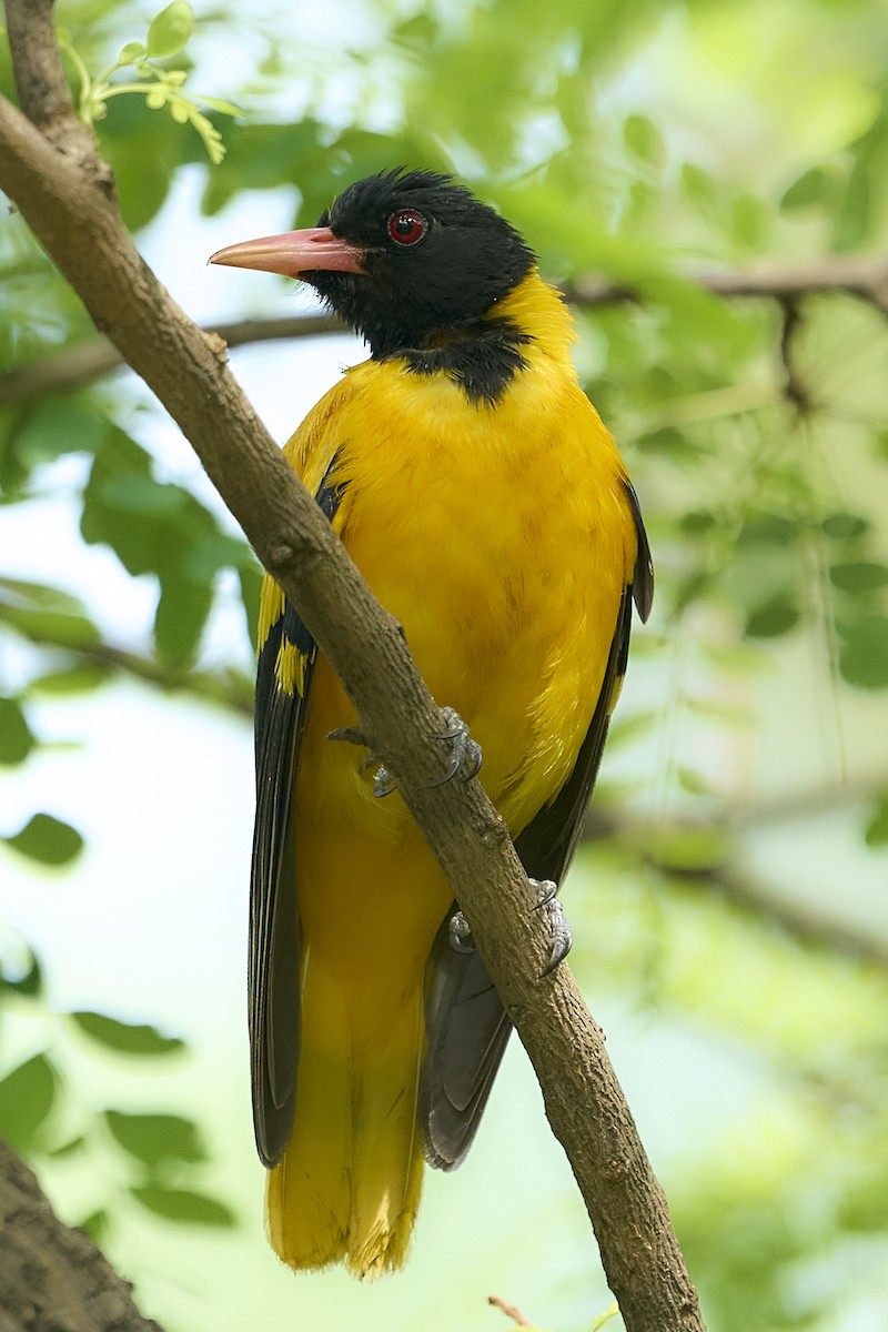 Black-hooded Oriole - ML644984511