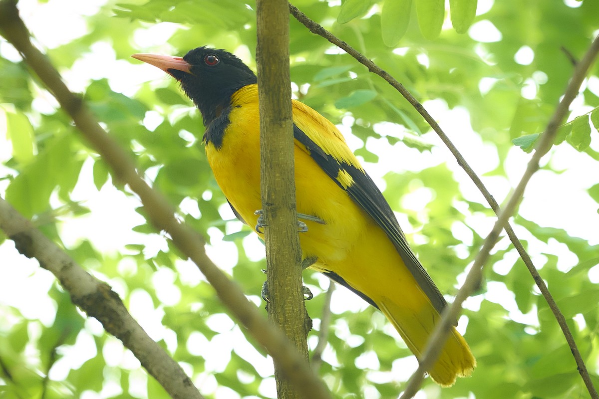 Black-hooded Oriole - ML644984512