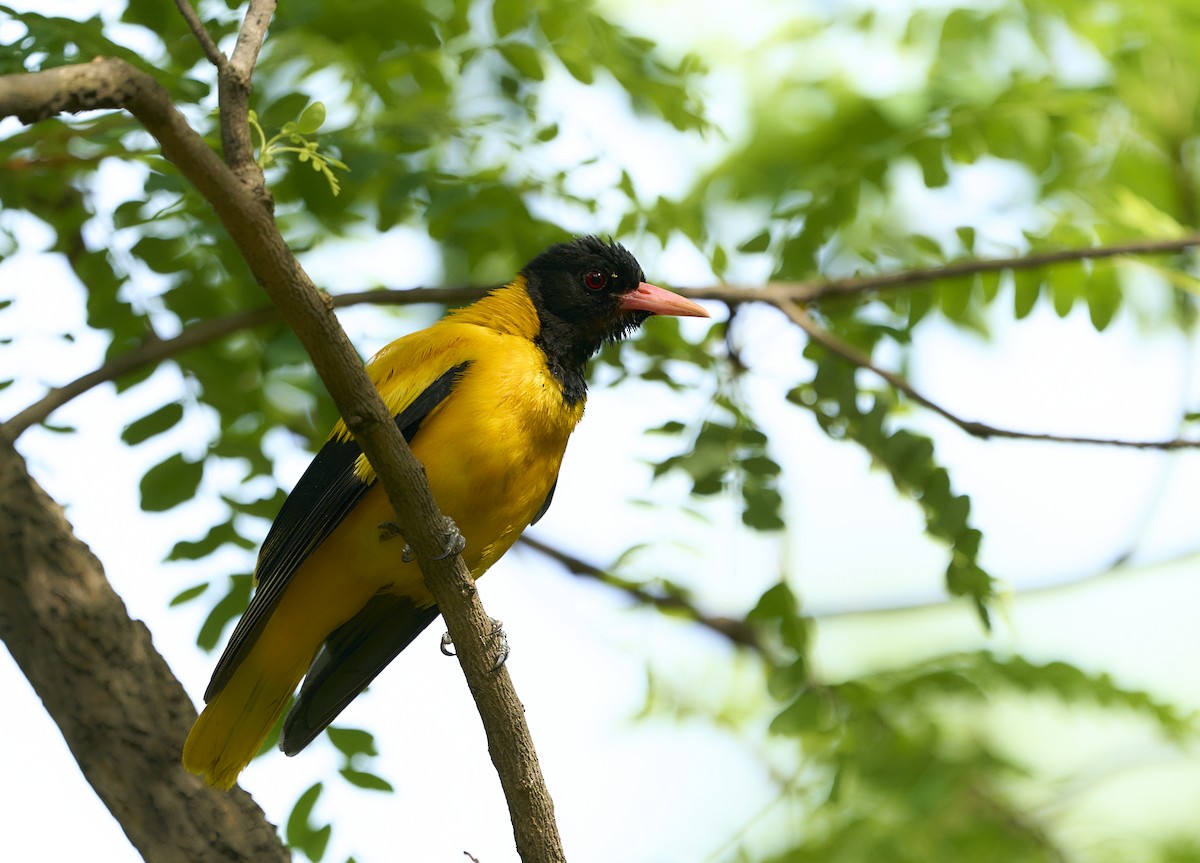 Black-hooded Oriole - ML644984513
