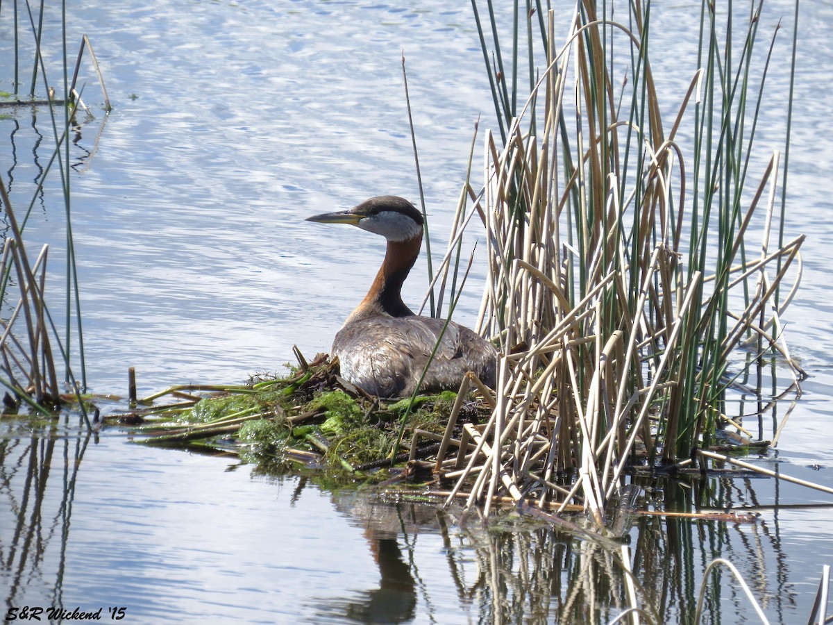 Red-necked Grebe - ML644984519