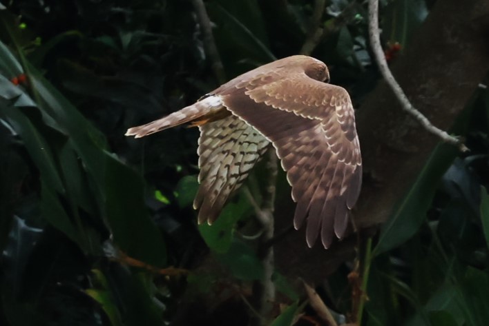 Pied Harrier - ML644984536