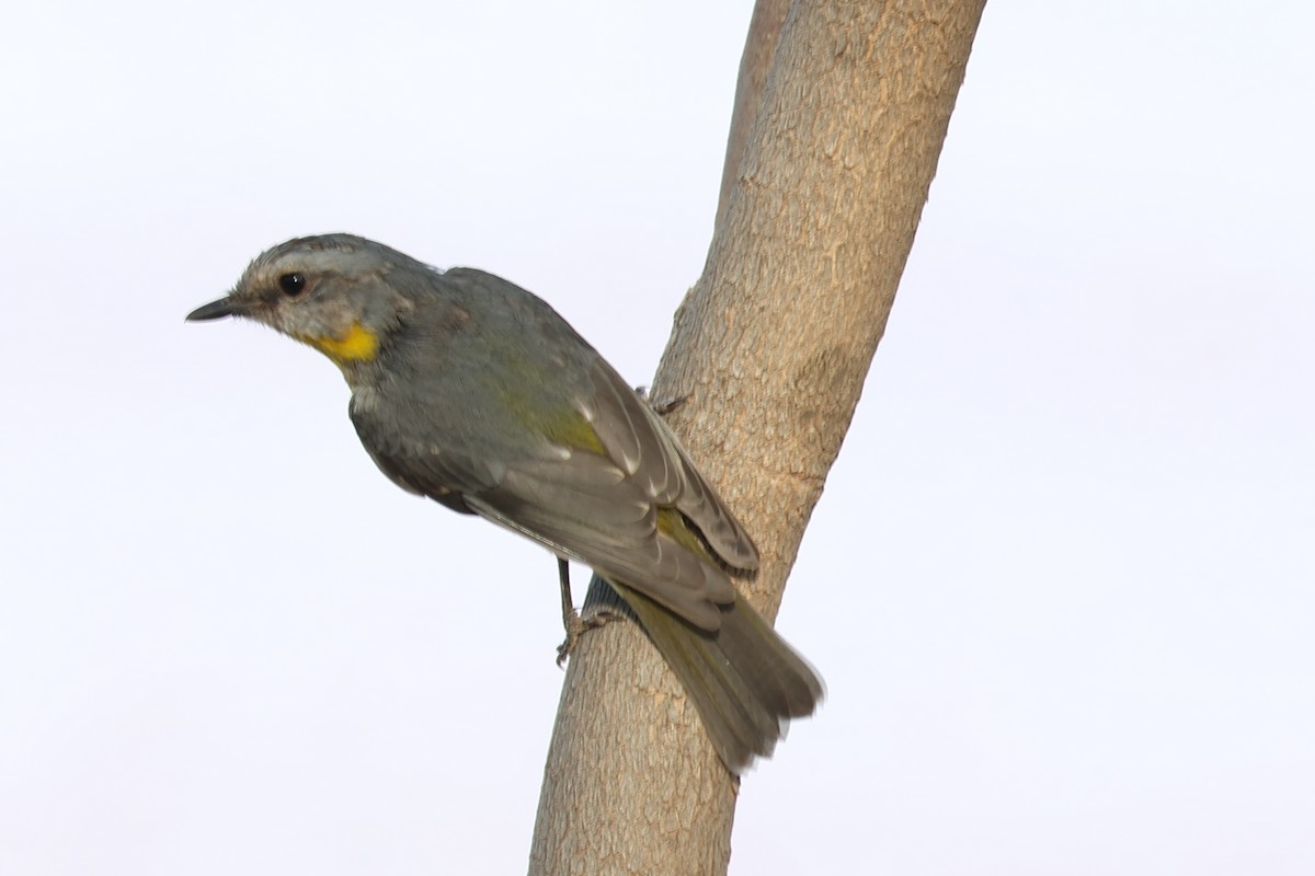 Королець жовтий - ML644984553