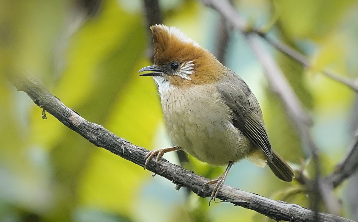 White-naped Yuhina - ML644984560