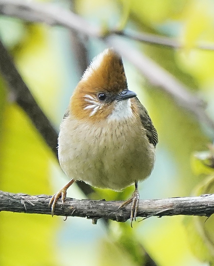 White-naped Yuhina - ML644984561