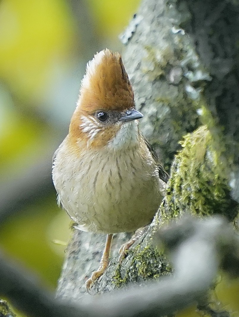 White-naped Yuhina - ML644984562