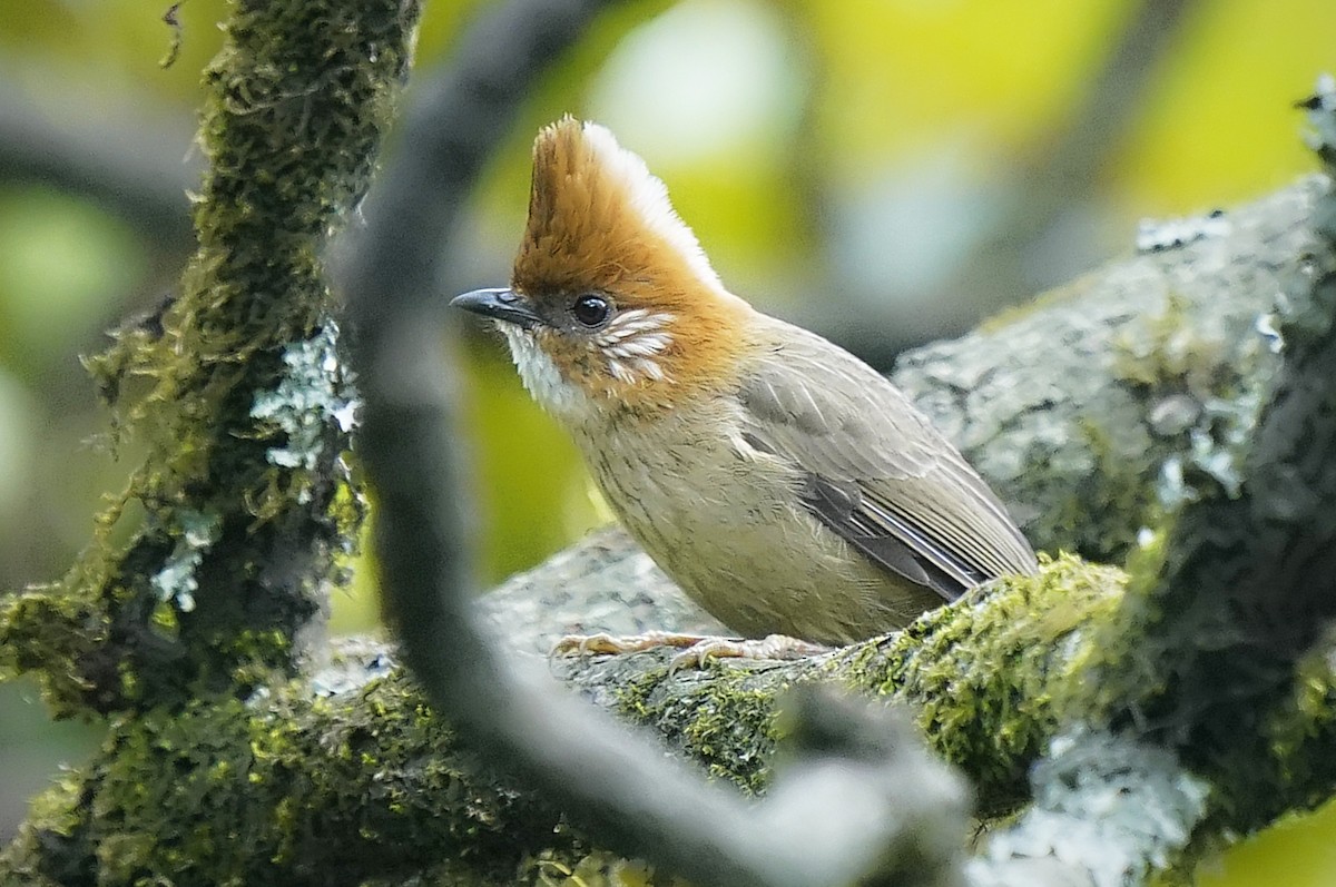 White-naped Yuhina - ML644984563