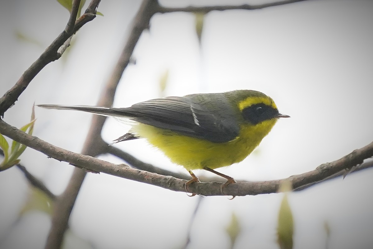 Black-faced Warbler - ML644984583