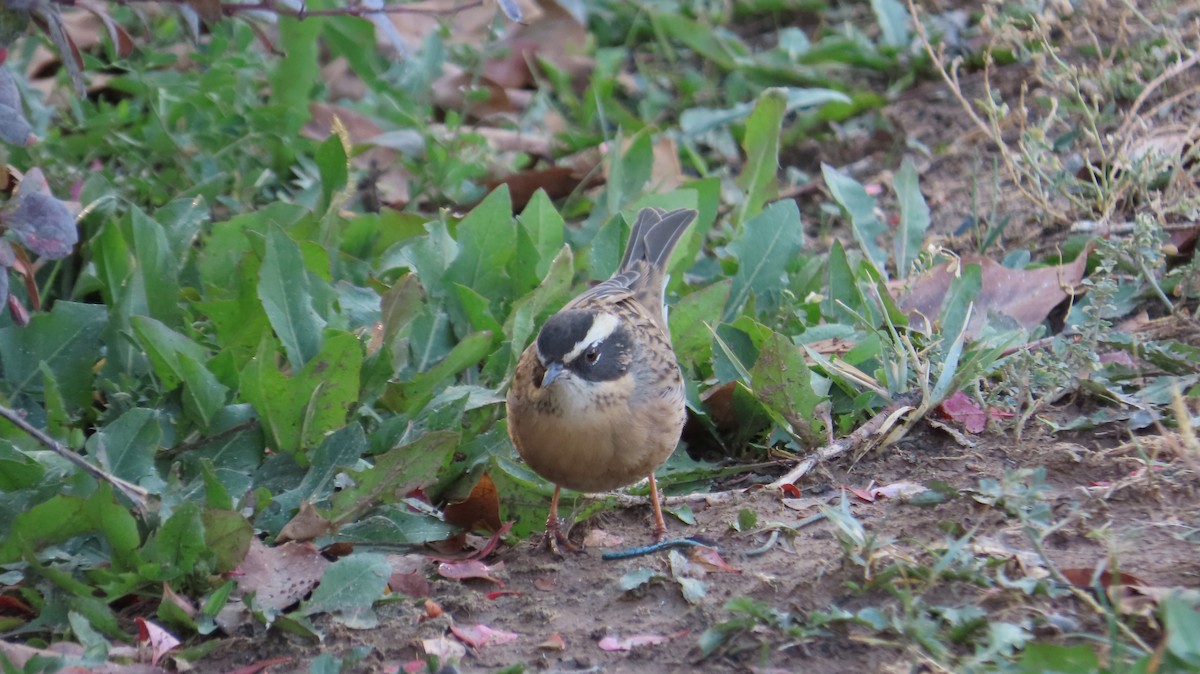 Radde's Accentor - ML644984588