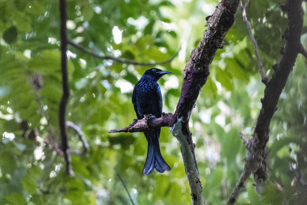 Hair-crested Drongo - ML644984593