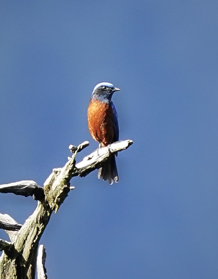 Chestnut-bellied Rock-Thrush - ML644984605