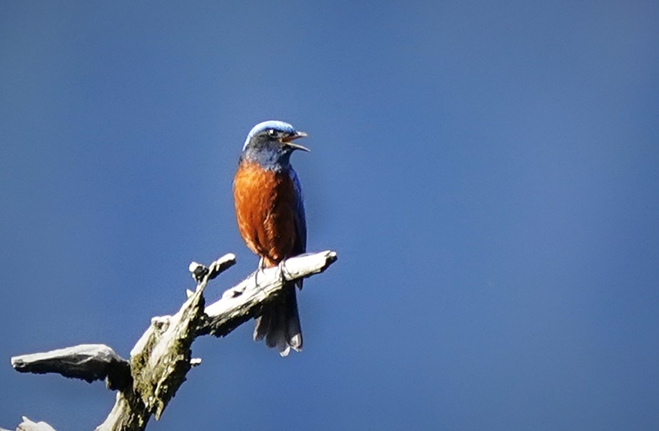 Chestnut-bellied Rock-Thrush - ML644984606