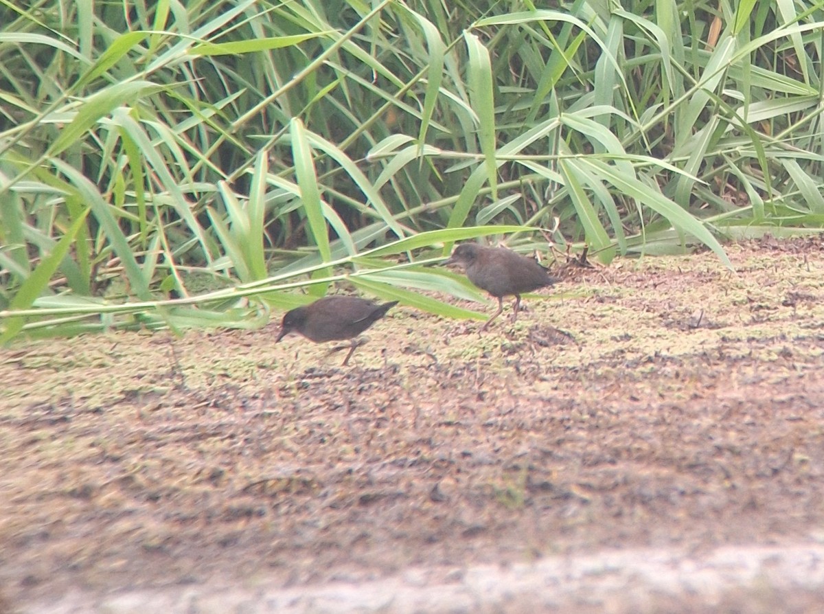 ミナミクロクイナ - ML644984619