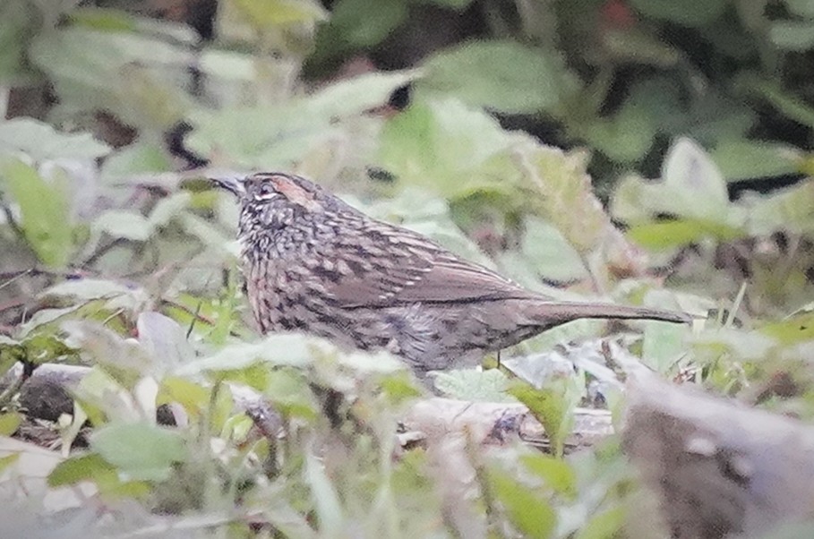 Rufous-breasted Accentor - ML644984626