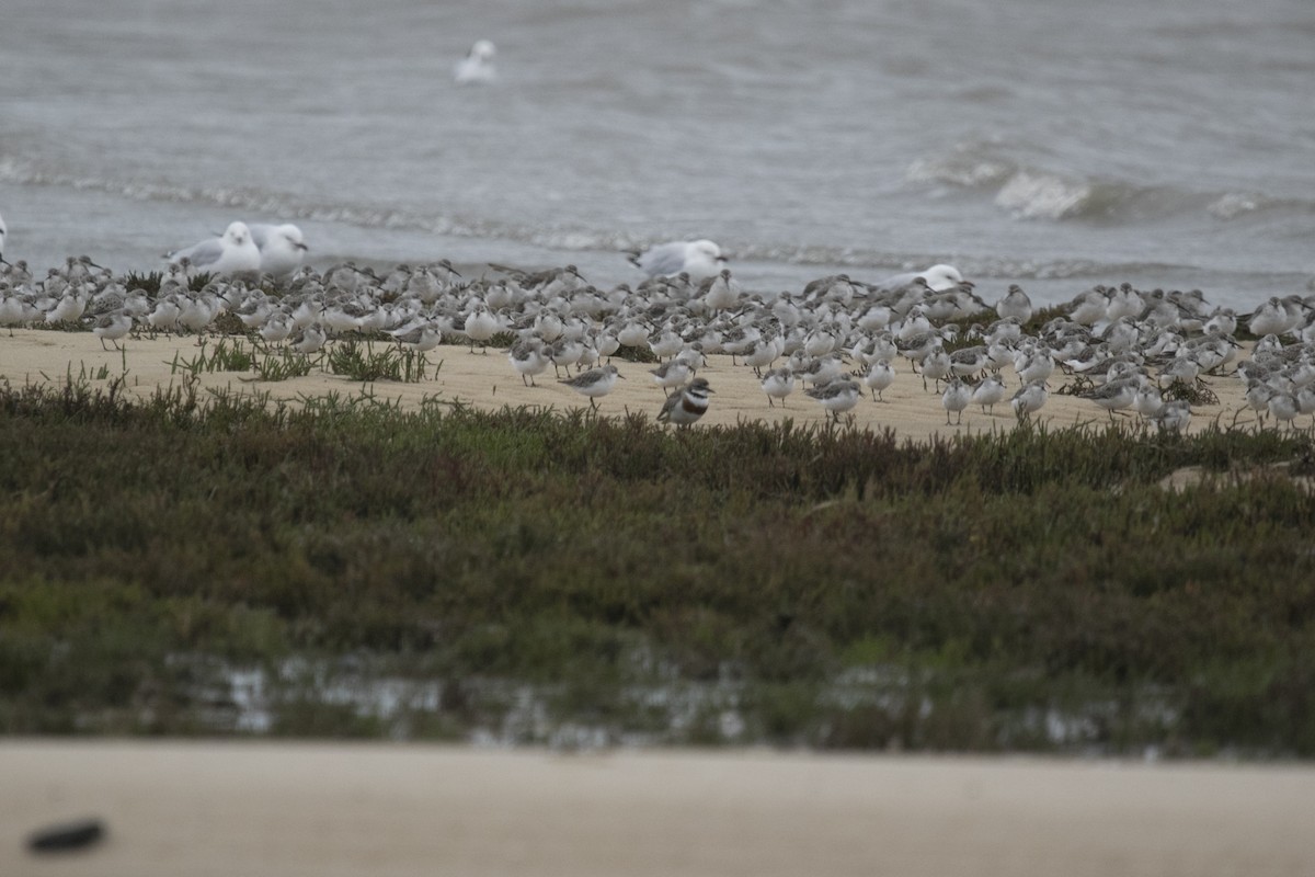 Double-banded Plover - ML644984630