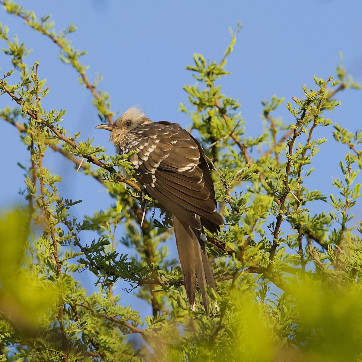 Зозуля чубата - ML644984646