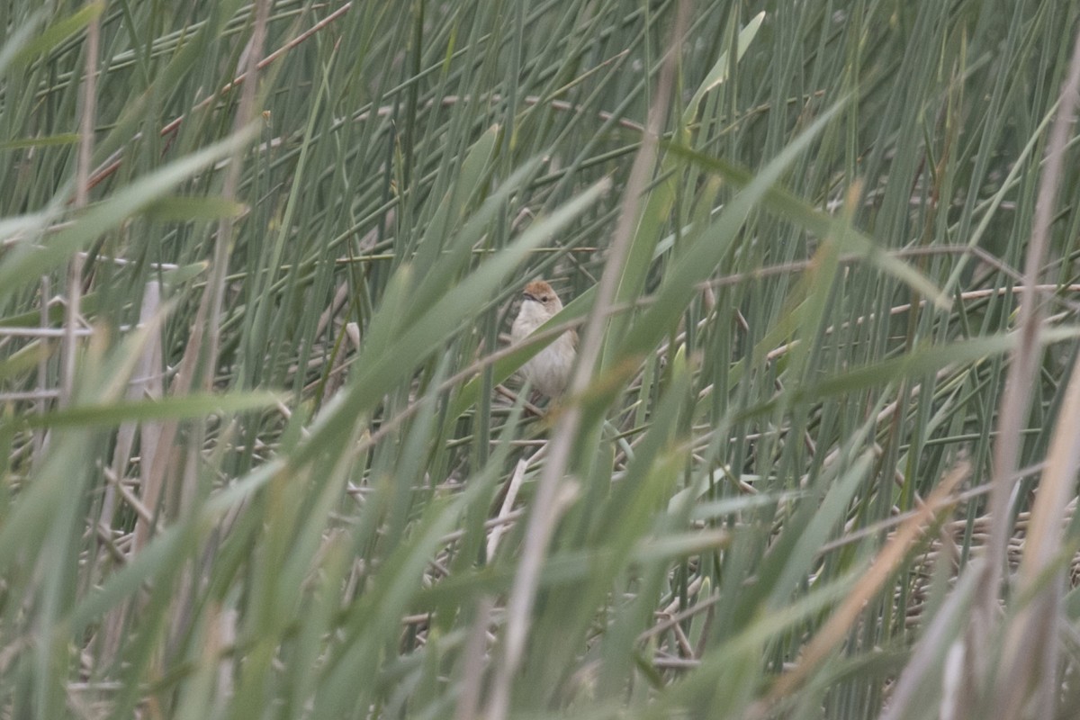 nymfesanger - ML644984684