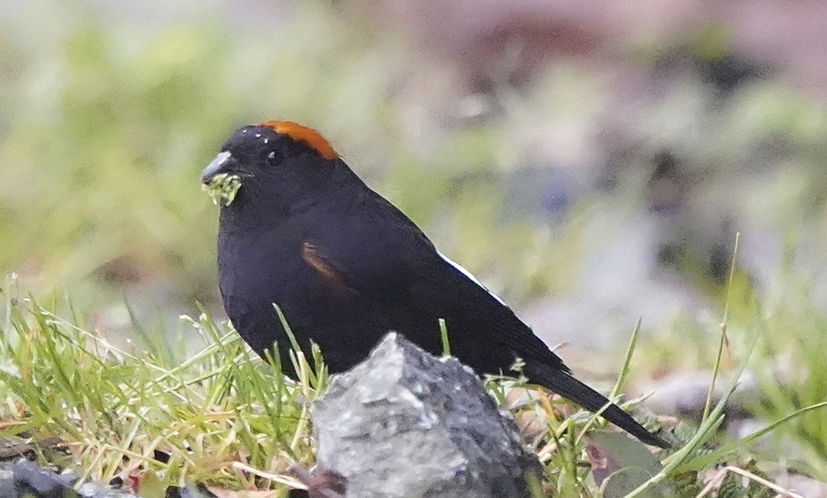 Gold-naped Finch - ML644984686