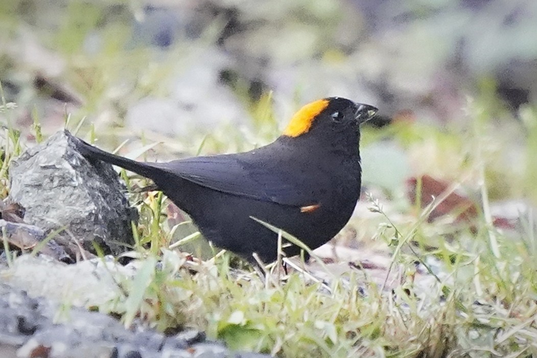 Gold-naped Finch - ML644984687
