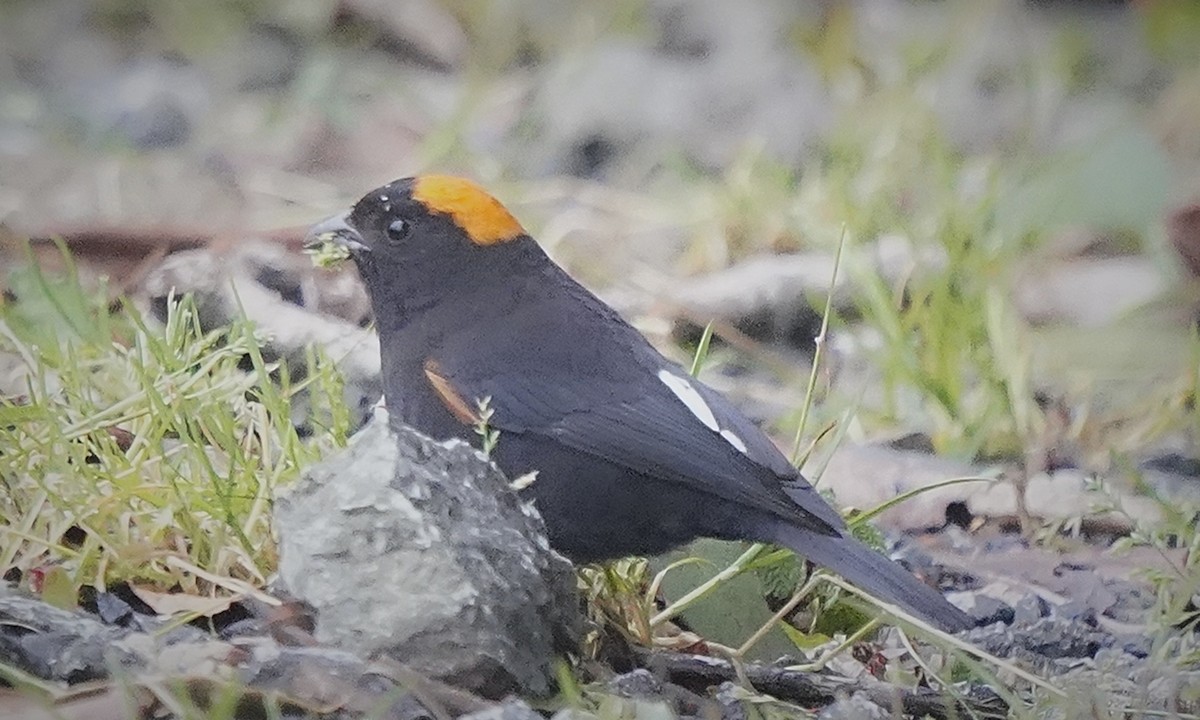 Gold-naped Finch - ML644984688