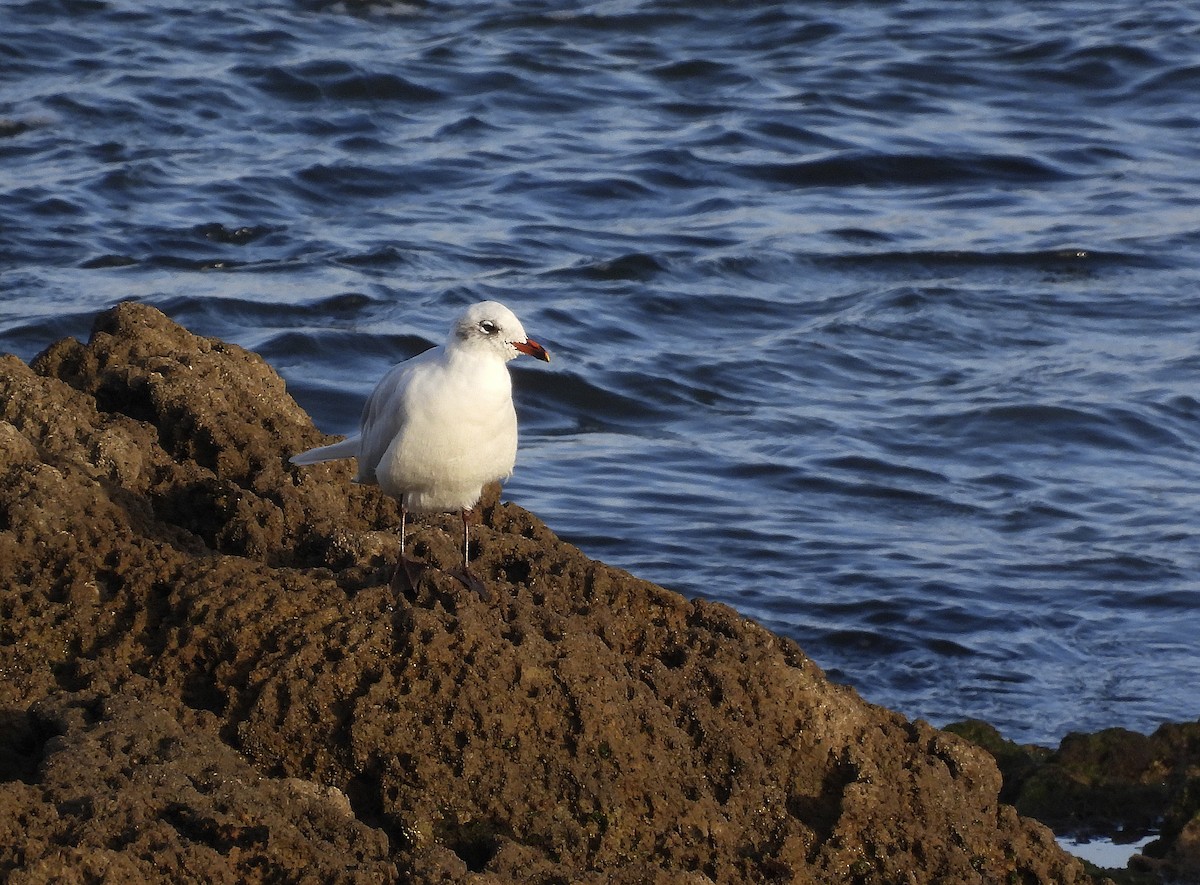 ニシズグロカモメ - ML644984721