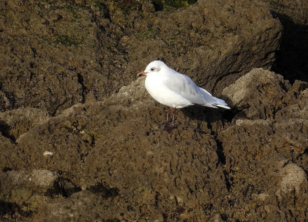 ニシズグロカモメ - ML644984722