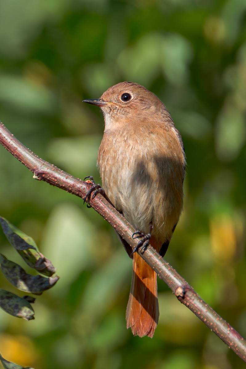 חכלילית סיבירית - ML644984724
